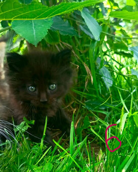 Mainská Myvalí, MCO, Maine Coon koťátka - 6