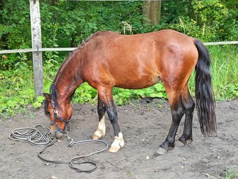 Pony valach - 6