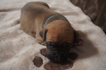 Americký stafordšírský teriér s PP - 6