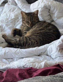 Daruji 2 roky starou kočičku, kastrovaná. + vybavení. - 6