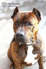 Sorbon - bandog kříženec - 6