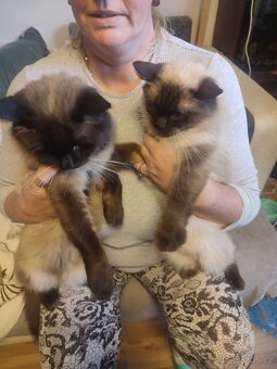 Ragdoll - 6
