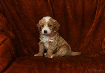 Maltipoo - 6