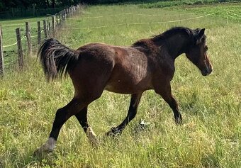Welsh pard Bred malý sportovní kůň - 6