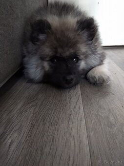 Německý vlčí špic (keeshond) - štěńátka s PP - 6