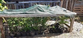 Semena vistárie a katalpy + stromky + vodní rostliny - 6