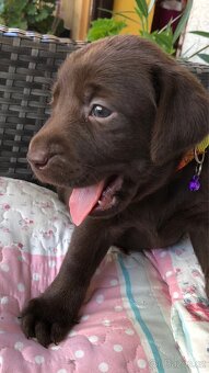 Štěňátka labradorského retrívra - 6