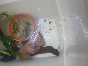 Ancitrus long fin(závojnatý) a krátkoocasé - 6