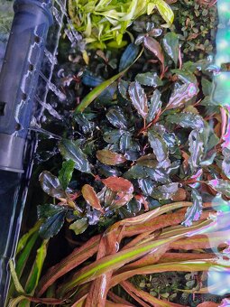 Bucephalandra Dark blue - 6