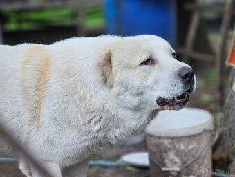 Středoasijský pastevecký pes - 6