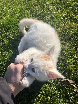 Darujeme krasne zbarvena kotatka. - 6