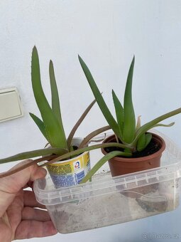 Prodam ruzne rostlinky Kleopatrina jehla, kohoutek, venk. ib - 6
