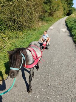 Prodám Shetlandskeho poníka s pp - 6