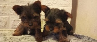 Jorkšírský teriér - 6