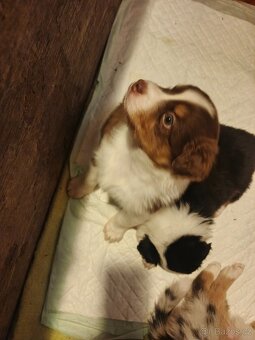 Australský ovčák štěňata bez PP - 6