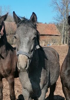 Welsh part bred, roční hřebeček 150 cm - 6