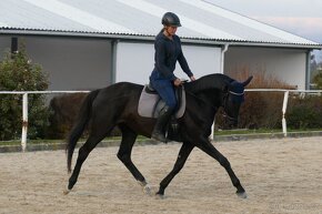 Šestiletá westfálská klisna vhodná do drezury - 6