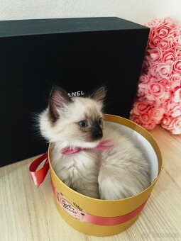 3 krásná koťátka plemene Ragdoll 🖤🐈 - 6