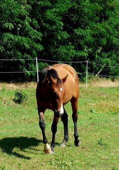 QH kobyla - 6