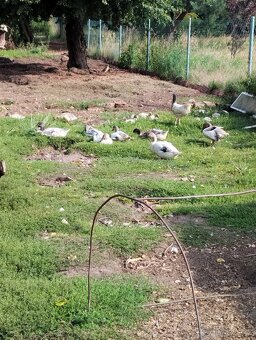 Kachny, kachny a kachny - 6