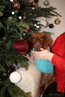 JEZEVČÍK HLADKOSRSTÝ - 6