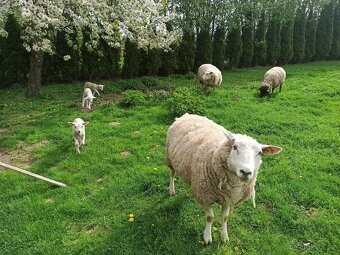 Suffolk x Texel - 6
