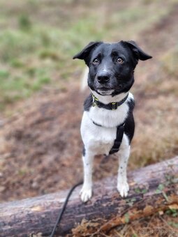 ARIELL K ADOPCI - přátelský vděčný mazel - 6