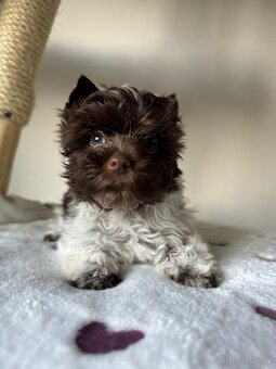 Jorkširský teriér s pp Choco - 6