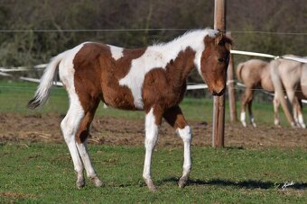Velmi milý hřebeček APH k prodeji - 6