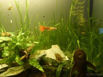 Akvarijni rostlinky - Vallisneria... - 6