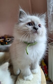 Nádherné koťátka Ragdoll s pp - 6