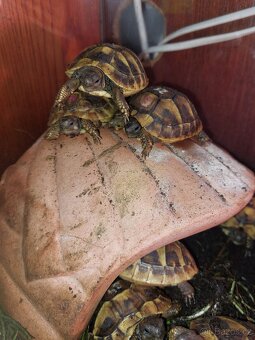 Želva zelenavá mláďata - 6