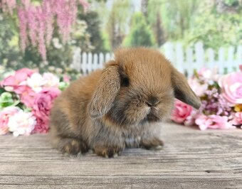 Krásní, vymazlení minilop králičci - 6