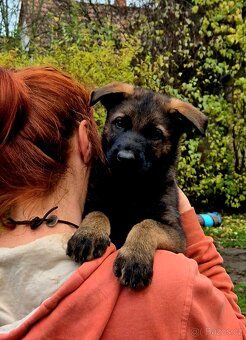Německý ovčák štěňata s PP černá  a vlkošedá - 6