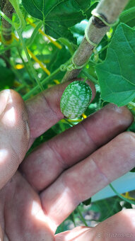 Cuca melon (mexická mini okurka) - 6