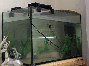 Axolotli - 6