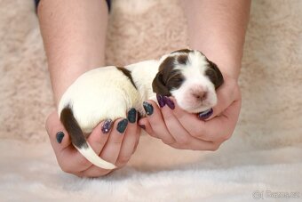 Anglický špringršpaněl štěně - 6