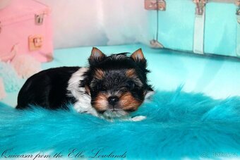 Biewer jorkšírský teriér s PP pejsek - 6