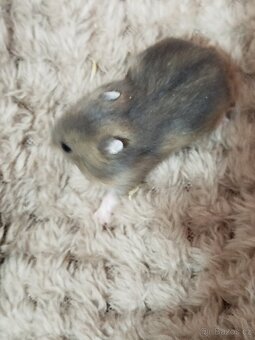 Křeček džungarský sameček - 6