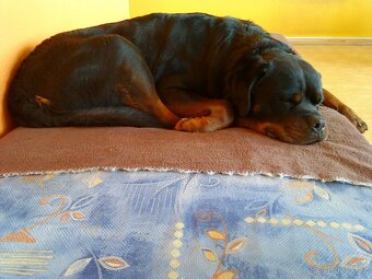 Krytí rotvajler, RTW, rottweiler s PP - 6