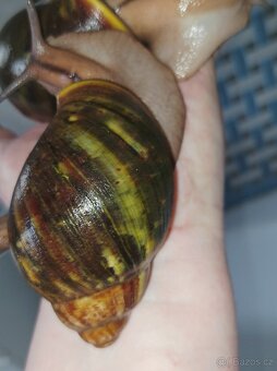 Africký šnek - Archachatina ventricosa cream a light body - 6