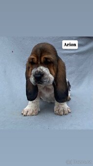 Štěňata Basset hound - 6