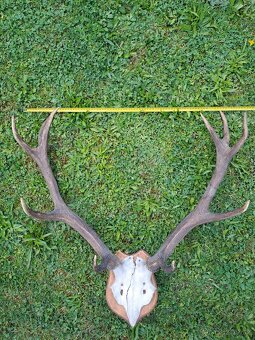 Jelení paroží - 6