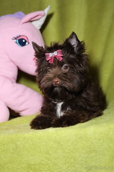 Color Yorkshire Terrier s PP- Barevný Jorkšírský terier s PP - 6