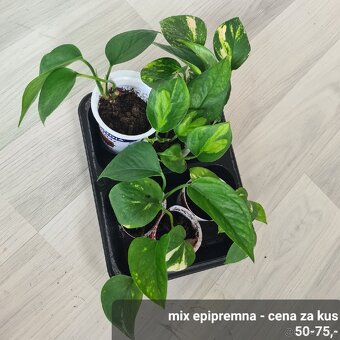 Pokojovky / pokojove rostliny - 6