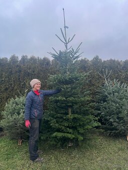 Vánoční stromky jedle smrk stříbrný - 6