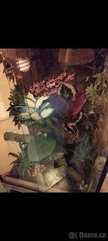 Terárium 60x100x50 ( švh ) - 6