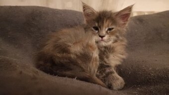 KOŤÁTKA MAINSKÁ MÝVALÍ - 6