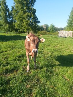 Prodám jalovici Brown Swiss - 6