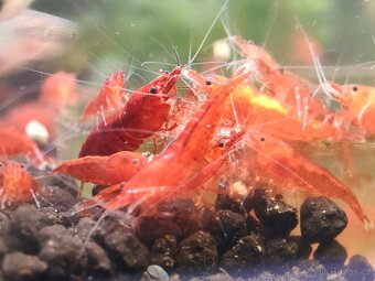 Neocaridina akvarijní krevetky - 6